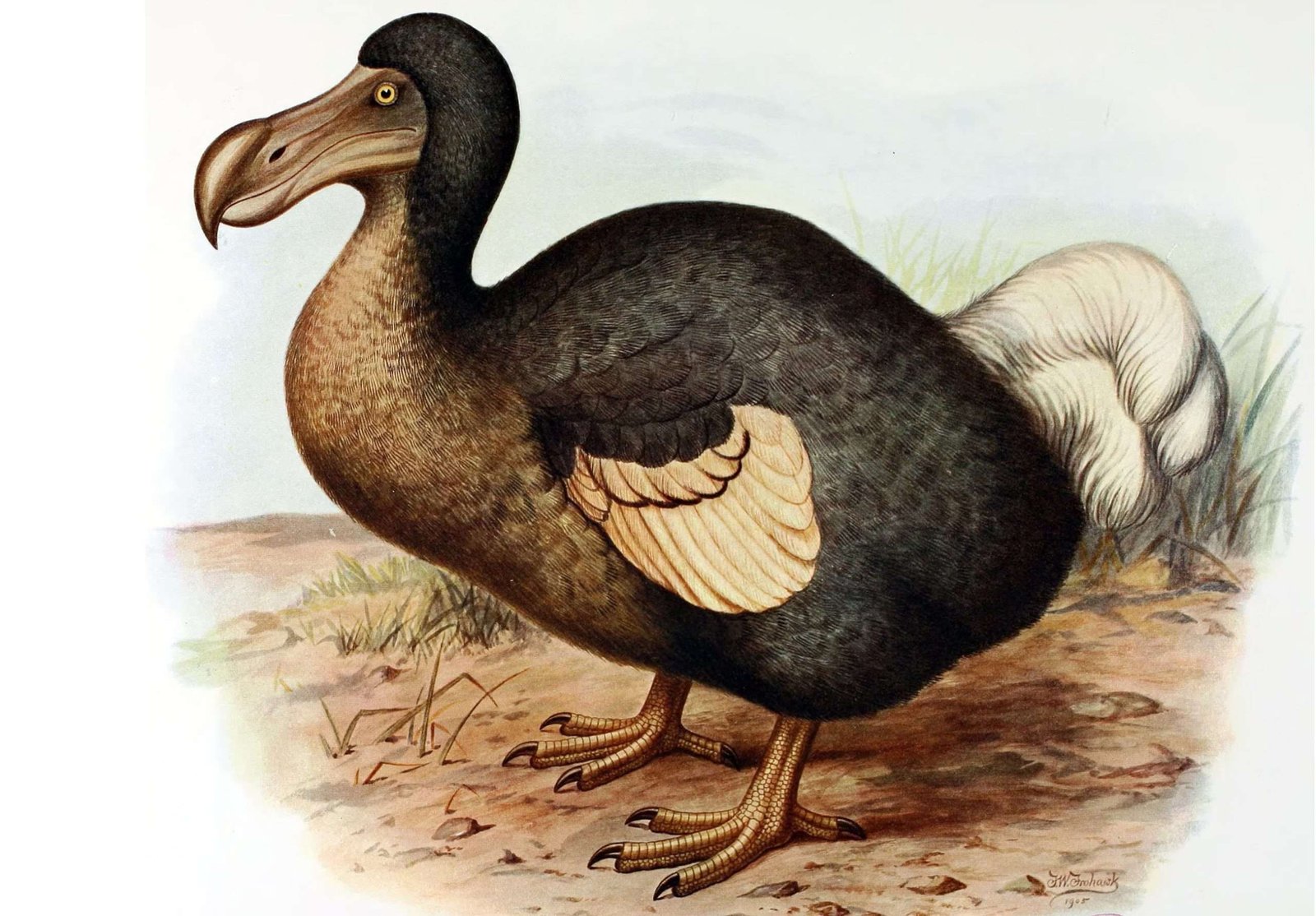 dodo